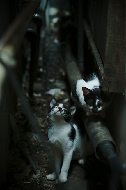 北欧风暴席卷南美,丹麦力克巴西,NBA季后赛焦点战外的跨界启示