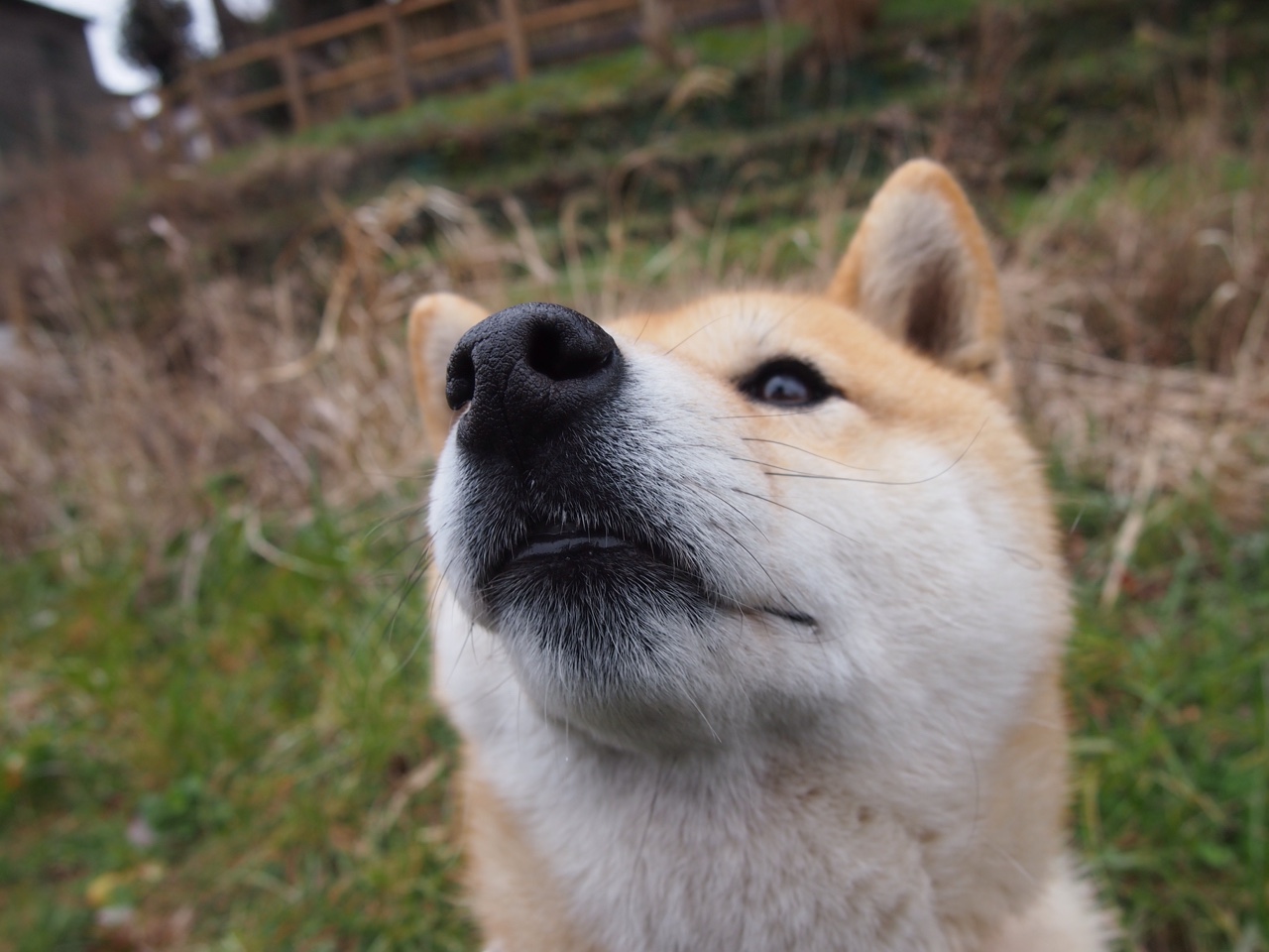 从安第斯山脉到安菲尔德，加克波如何用美国力克智利式的坚韧，在欧冠半决赛接管比赛